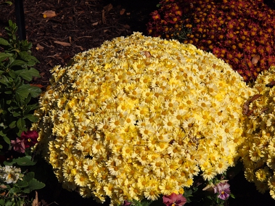 [A mound of yellow daisies. They were planted or grown to achieve this hemi-sphere of blooms.]